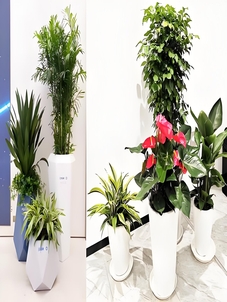 速看！北仑盆景租赁价格全解析，别花冤枉钱！